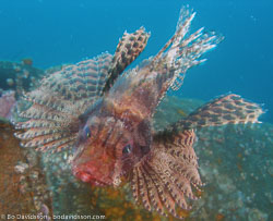 BD-080331-Lembeh-3312591-Dendrochirus-brachypterus-(Cuvier.-1829)-[Shortfin-turkeyfish].jpg